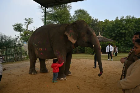 Jaipur: Elephant Interaction Tour