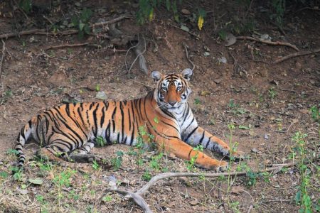 Ranthambore Tiger Safari Day Trip from Jaipur